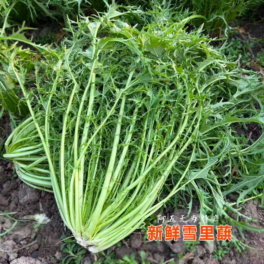 安徽无为特产新鲜雪里蕻菜农家种植每天新鲜发货一份5斤起包邮