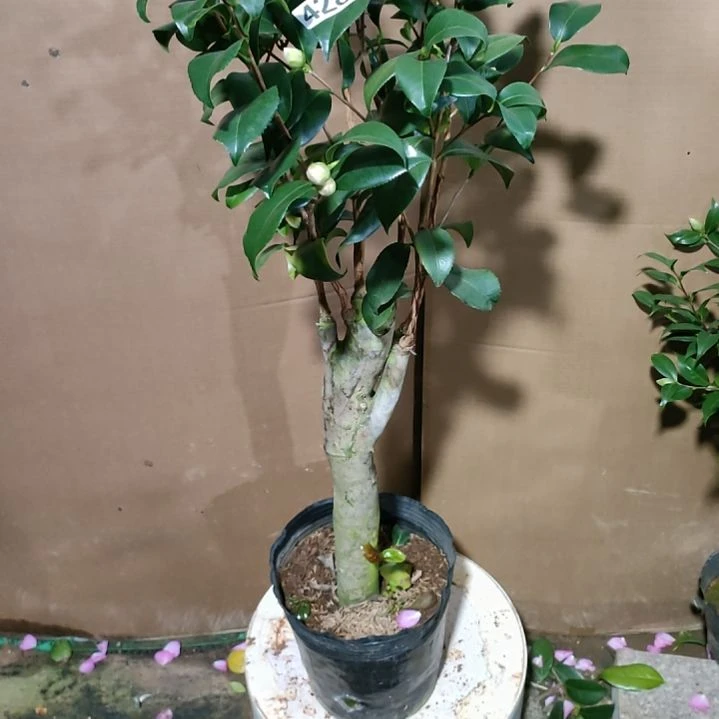 428帕克，原盆原土发货，不包邮