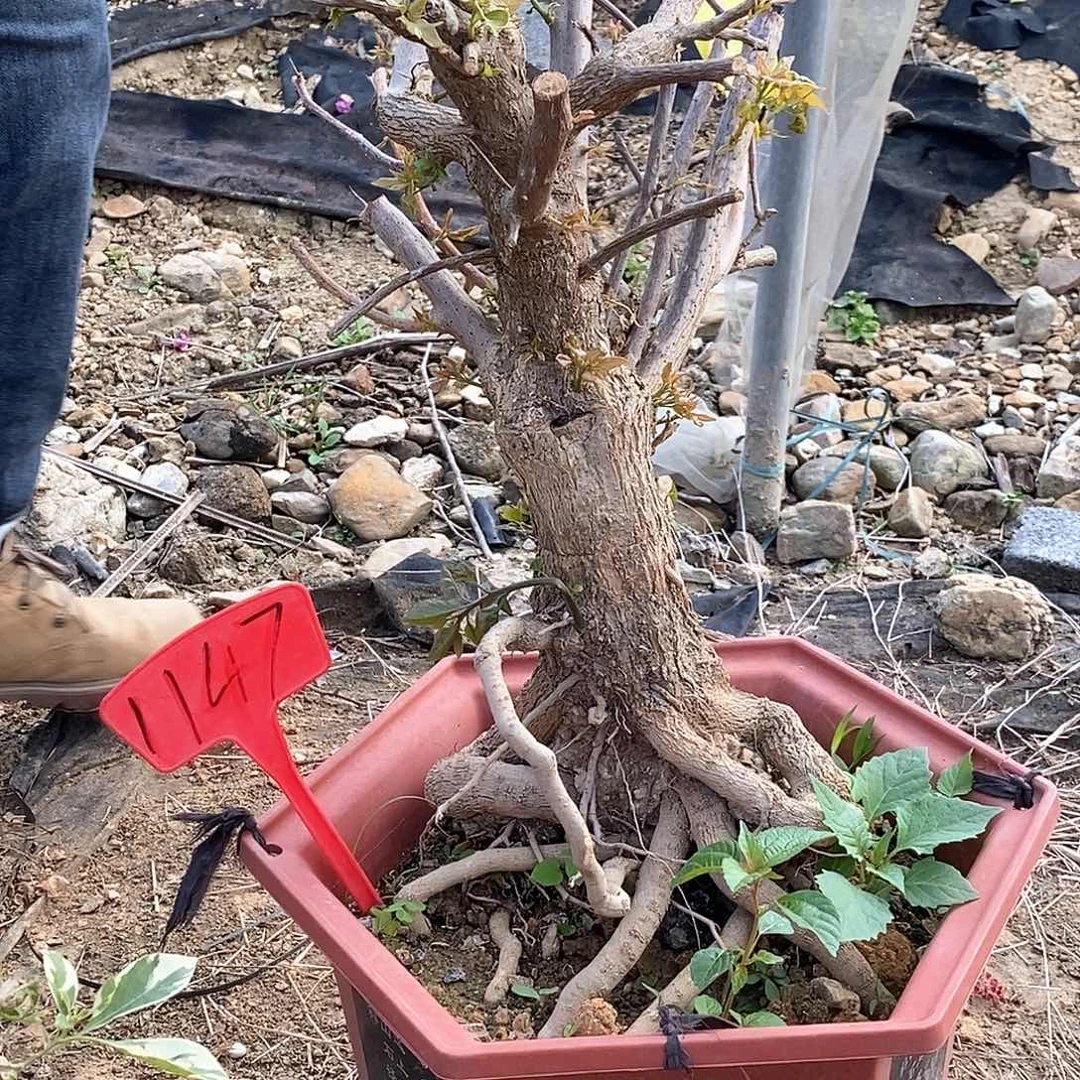 大部分开放少量花苞黄白1147