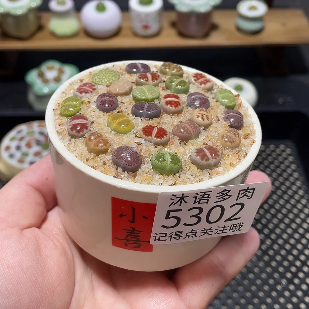 带盆土植物 一物一拍5302