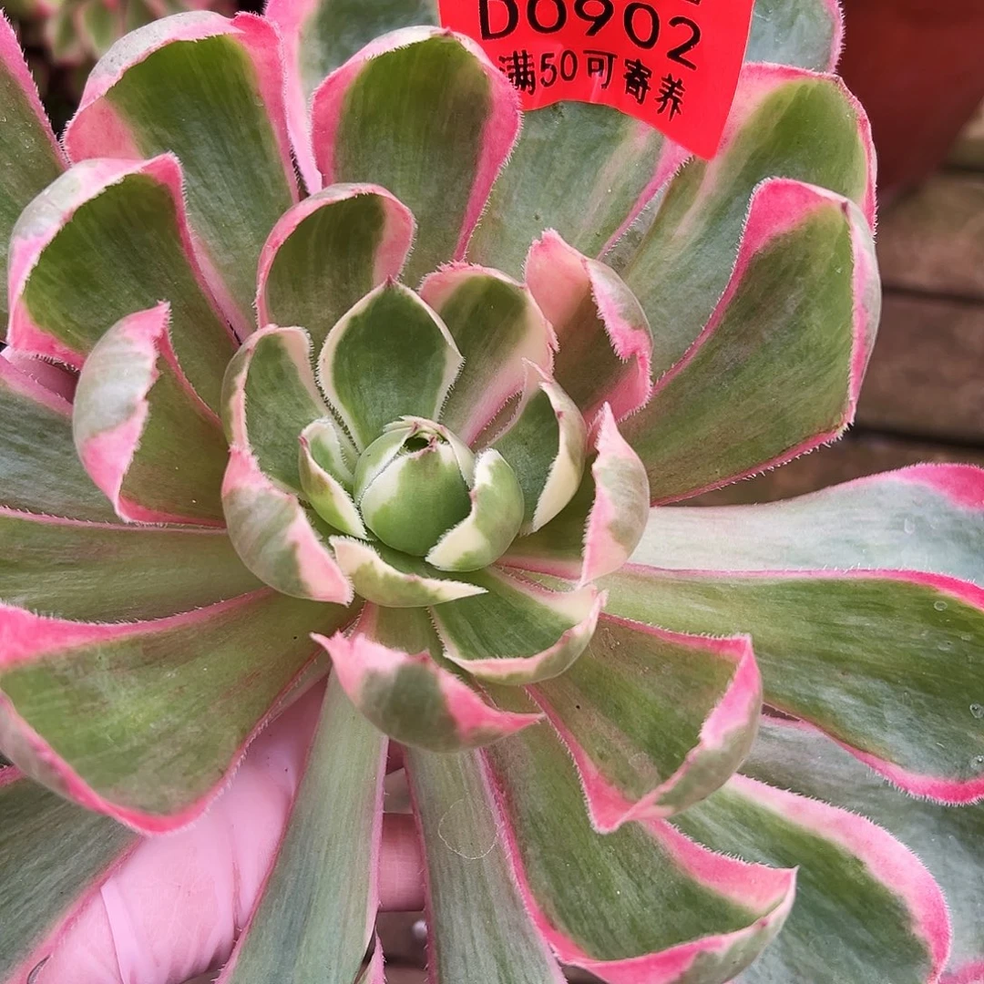 多肉植物多肉植物0902无根