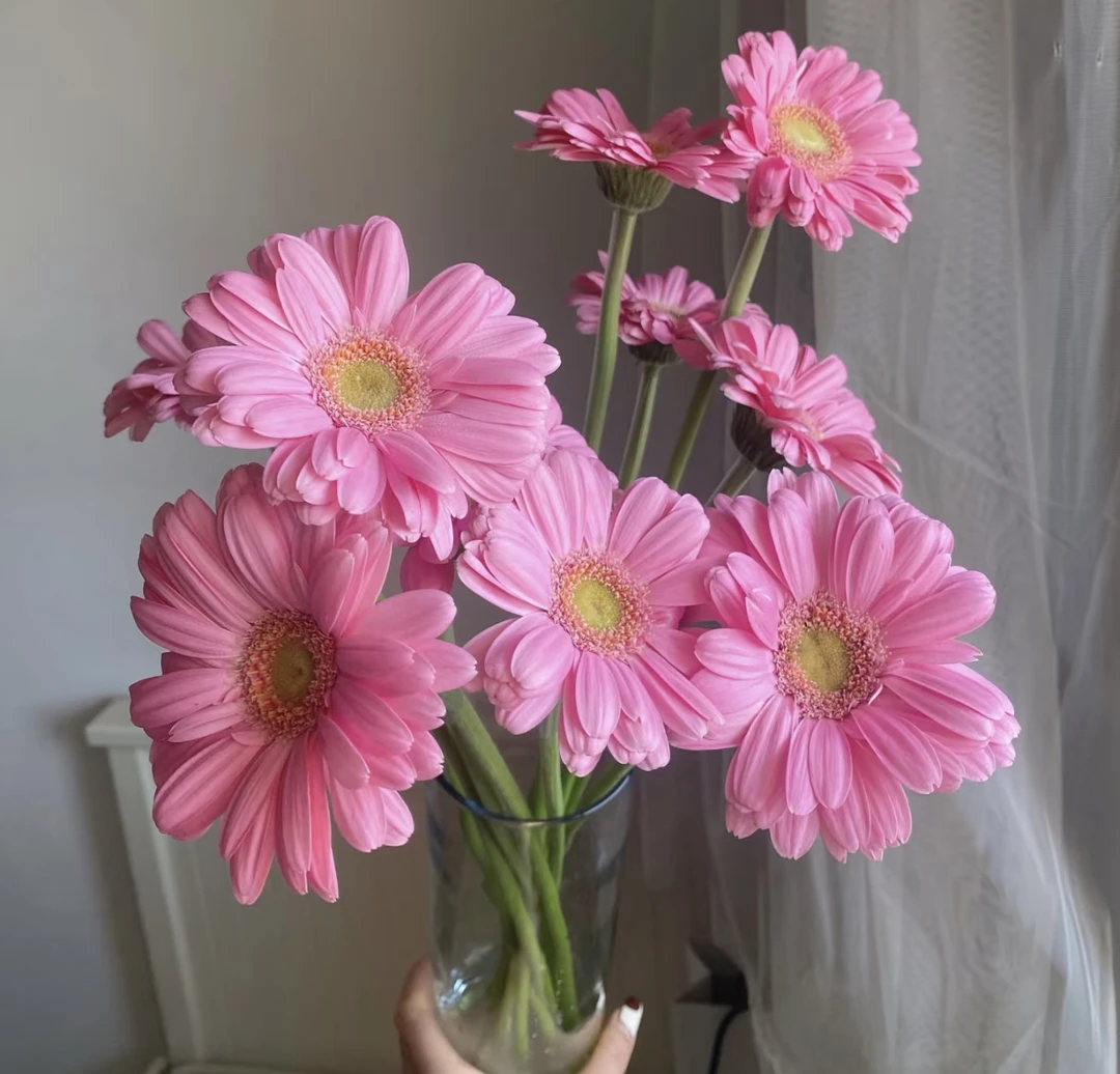 【波妞非洲菊】高品质全店两单顺丰冷链包邮家居鲜花养护