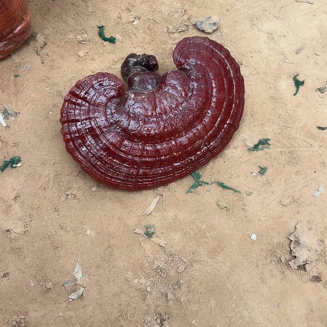 无花朵灵芝是我国著名植物