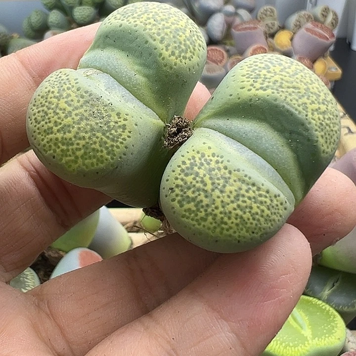 4362 有伤长腿清货不售后