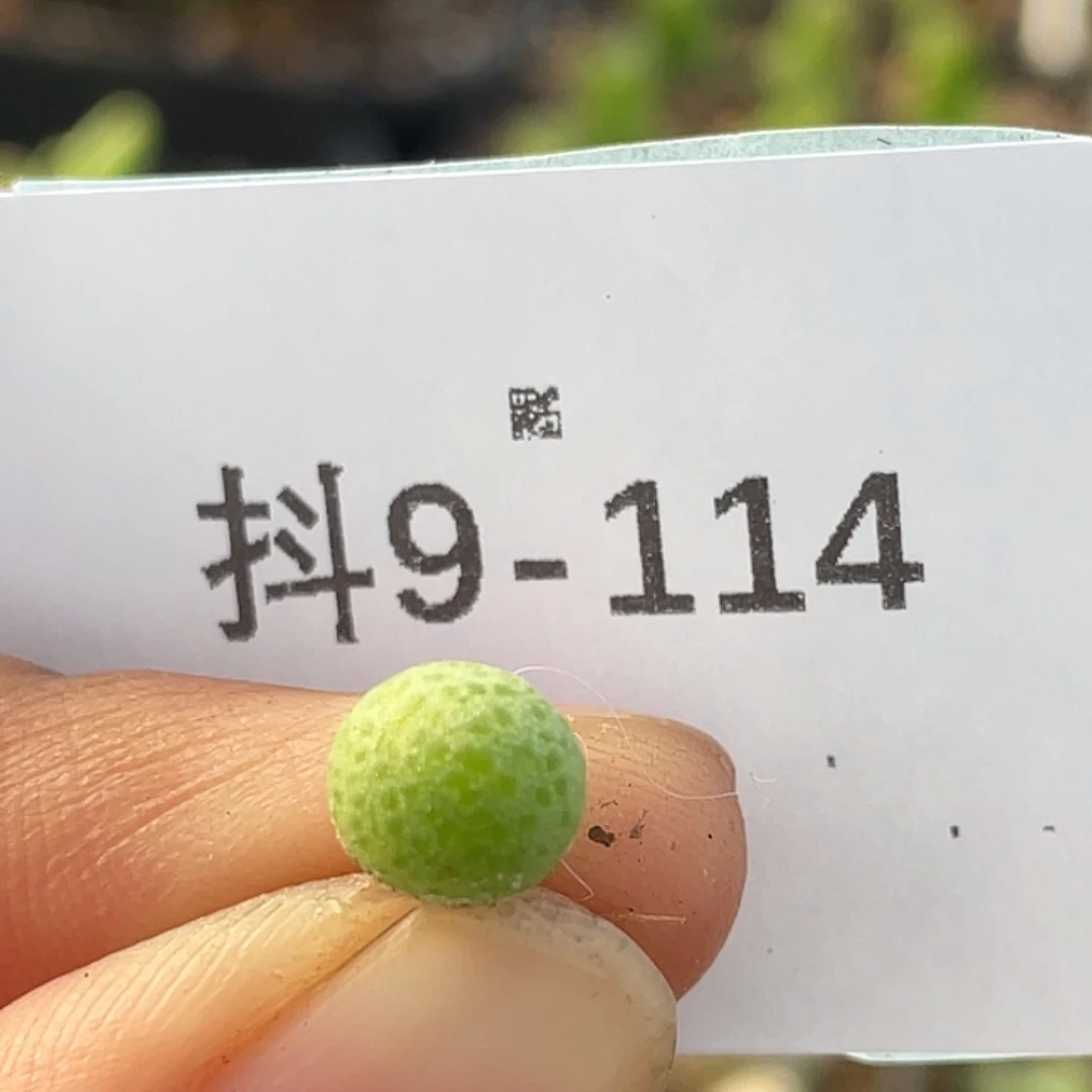 9-114玉米多肉植物