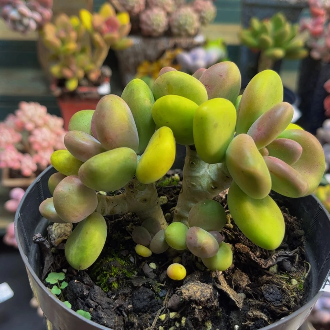 210芒果奶12cm多肉