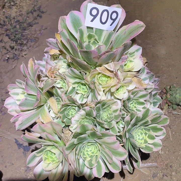 多肉植物法师909欣尼亚
