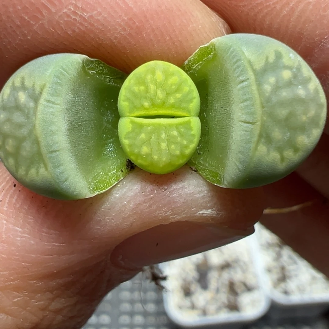 【闪购商品】067……