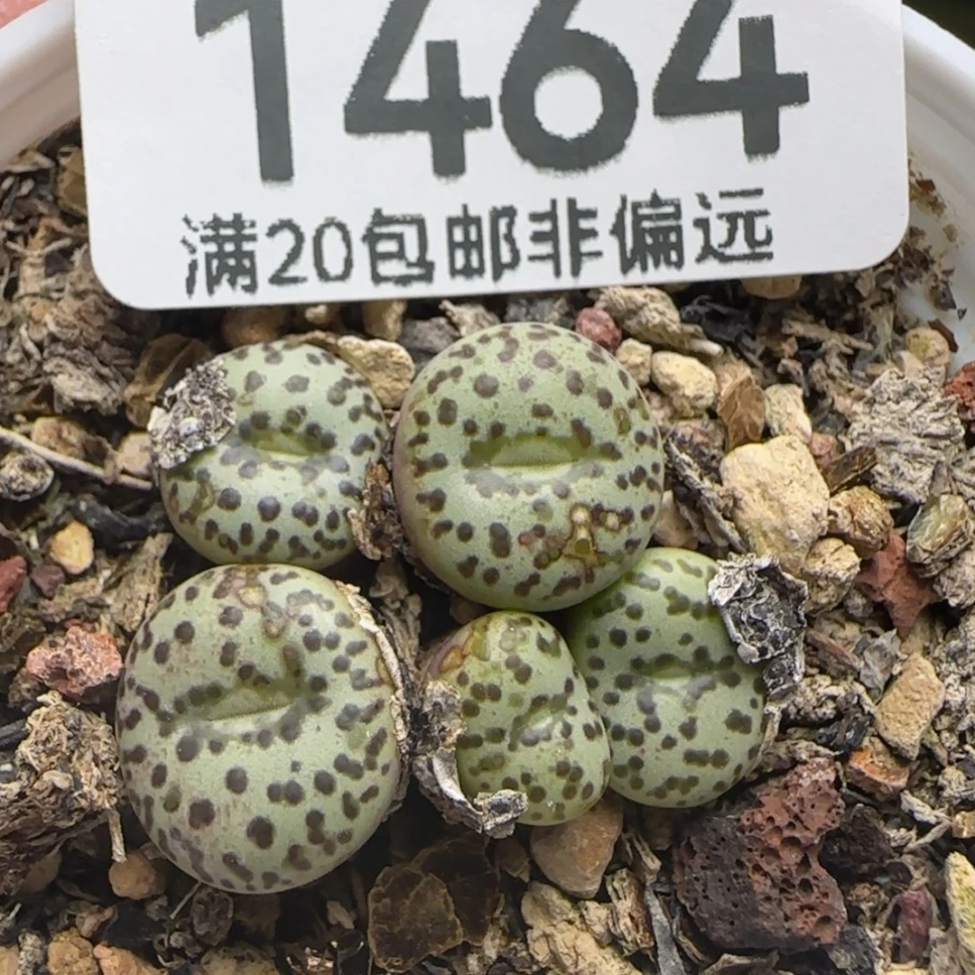 带盆土。