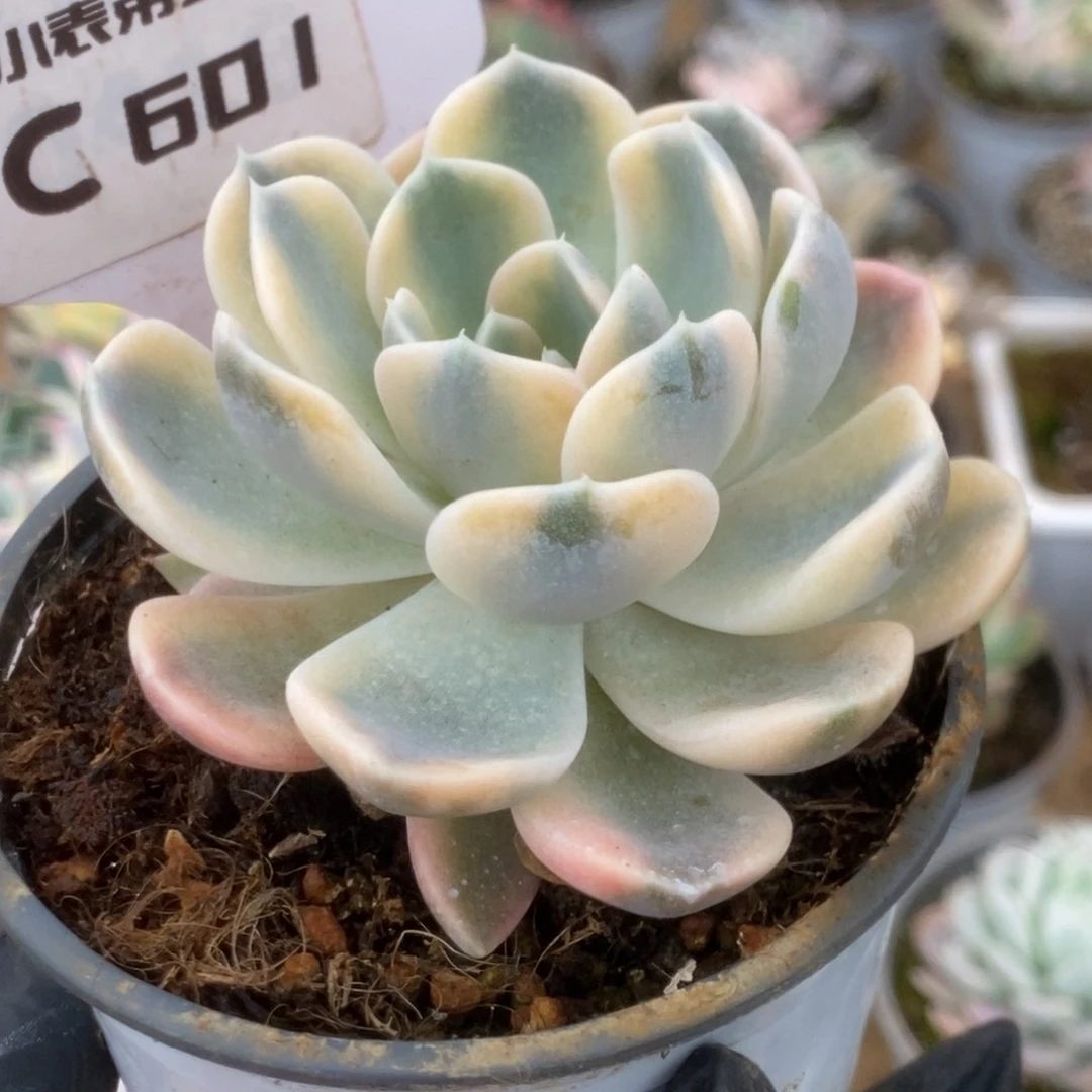 601汉堡锦锦锦锦锦锦