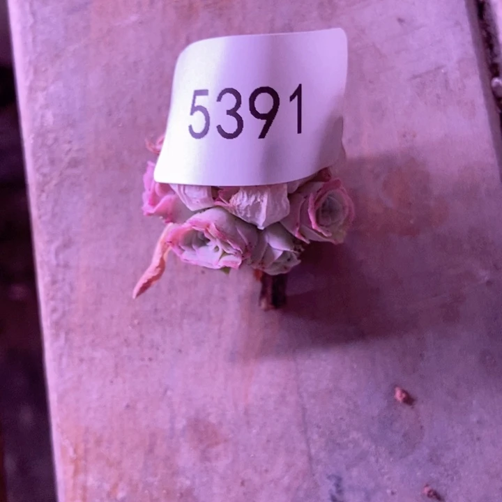 空*5391山地玫瑰花群