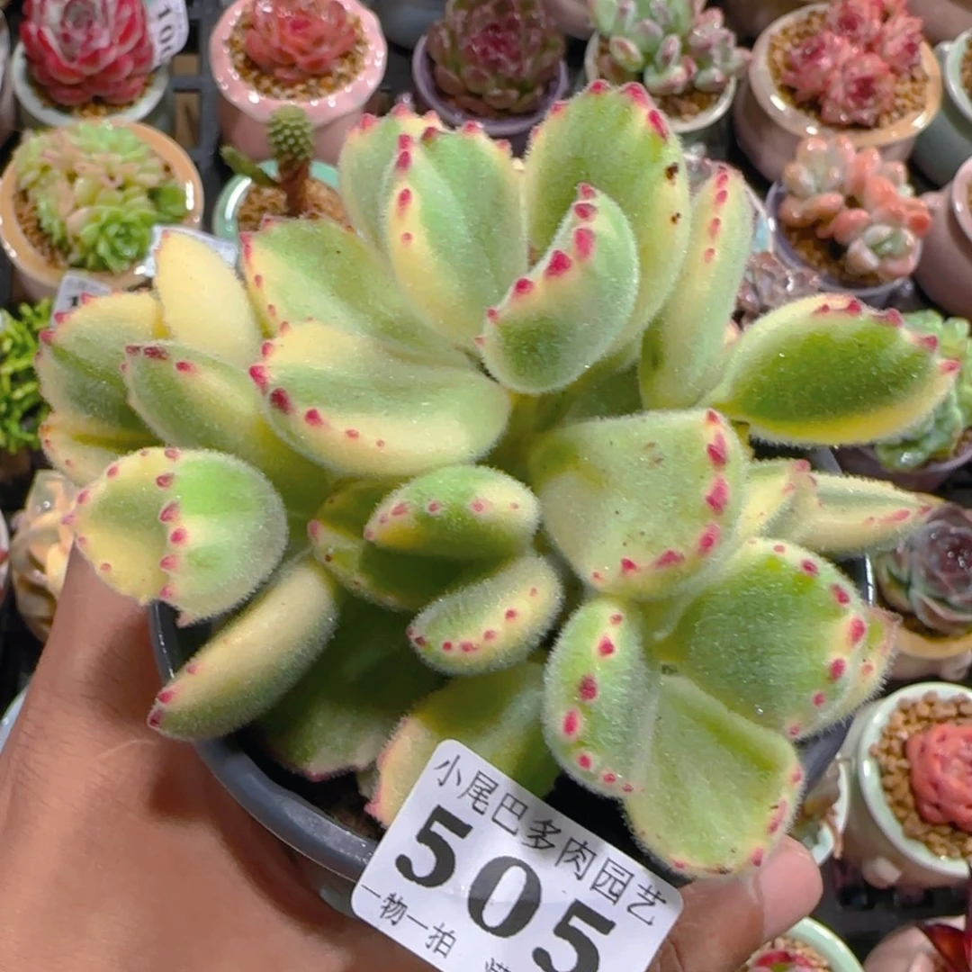 AW小尾巴5CM迷你拇指盆栽精控多肉505