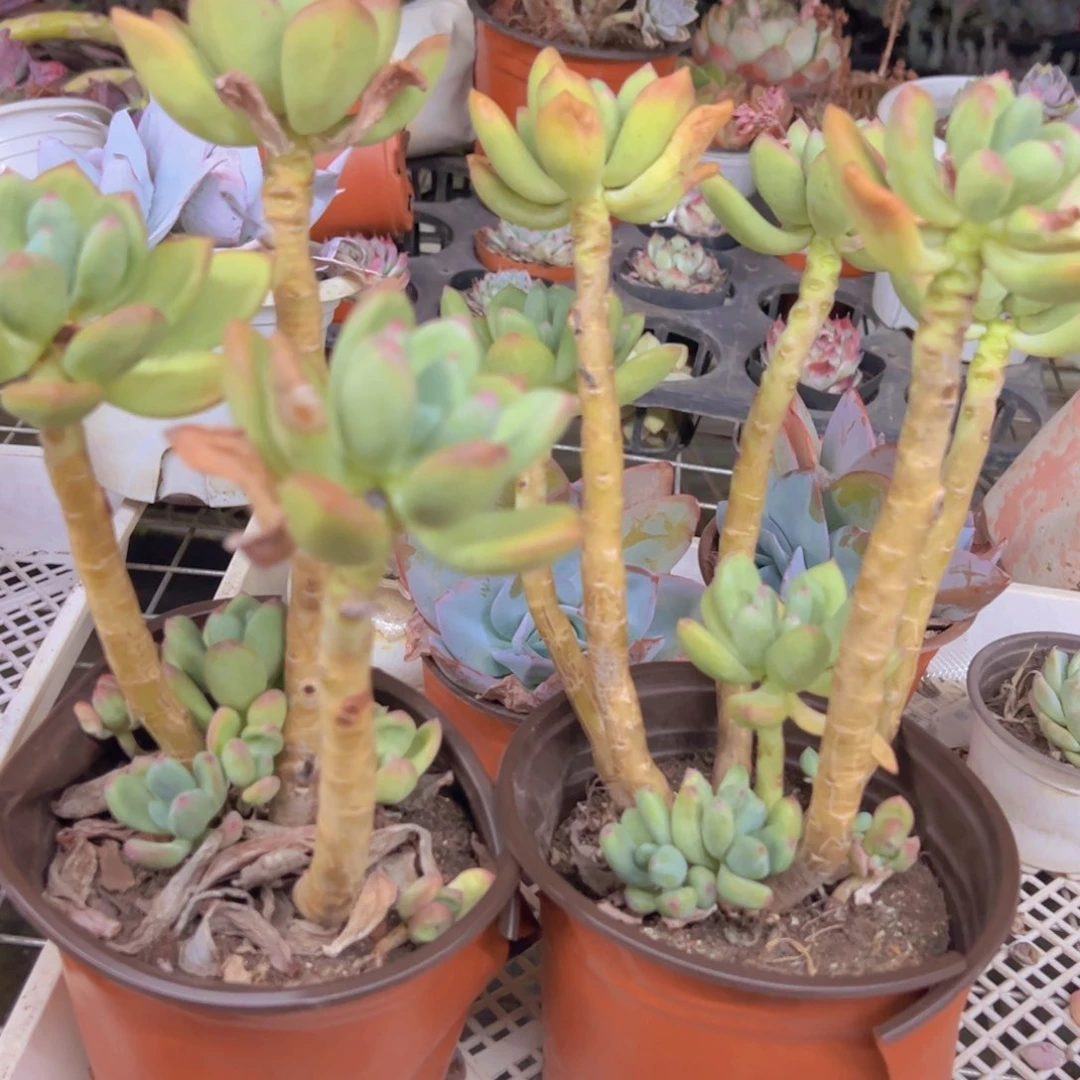 清新美人三头起发两盆