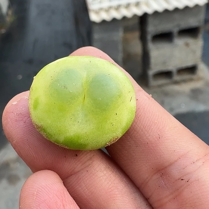 202 紫皮拉登2.4厘米