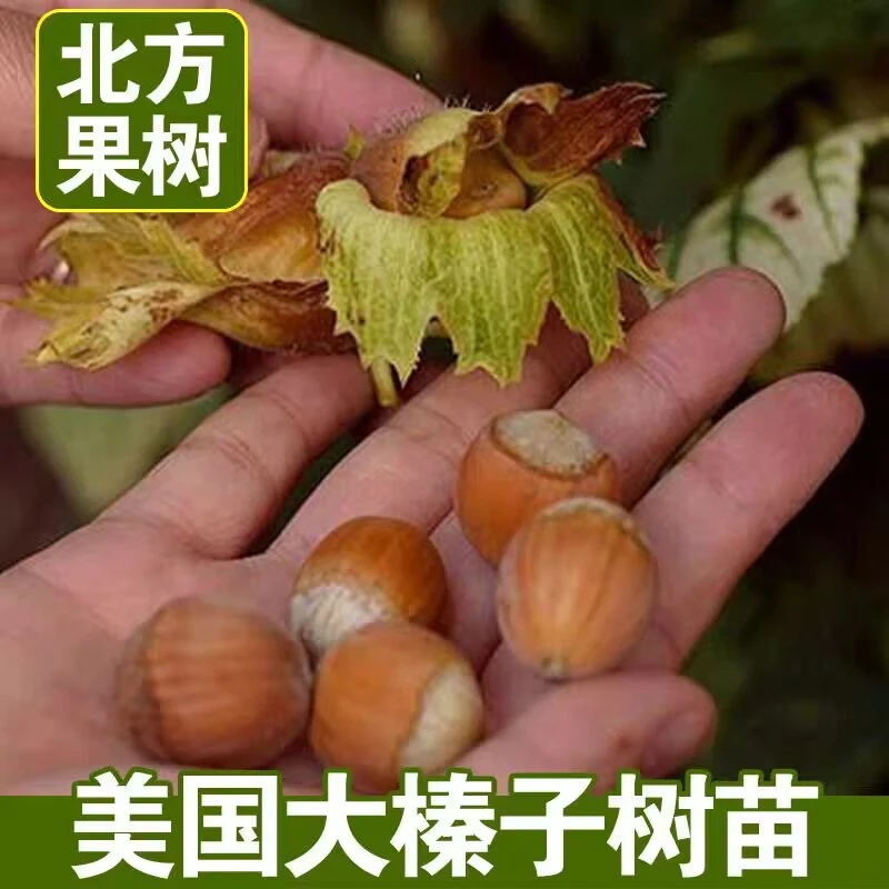 东北大榛子树苗北方种植榛子苗平欧大果榛子树庭院种植坚果榛子苗