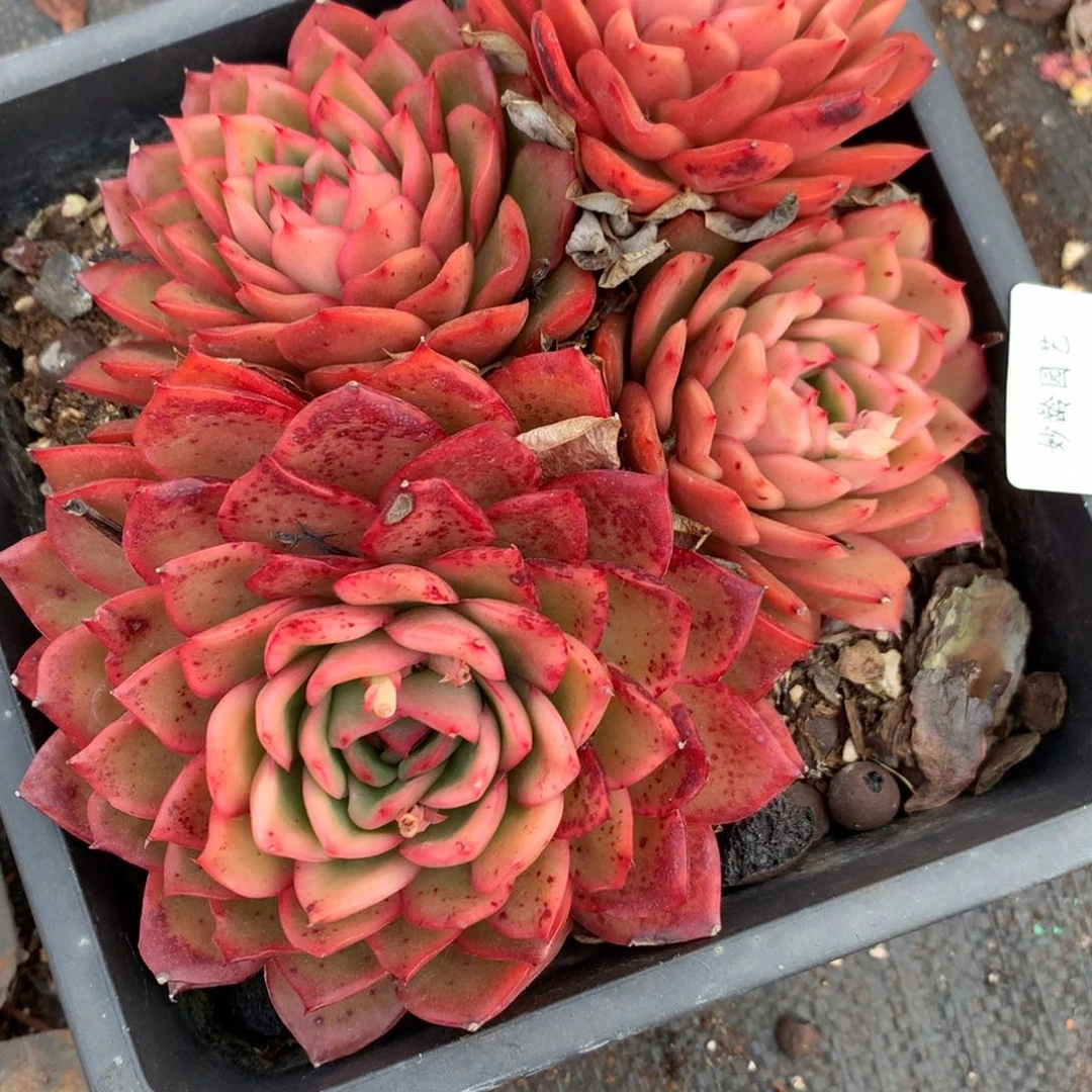 3411杂交精品基地18厘米