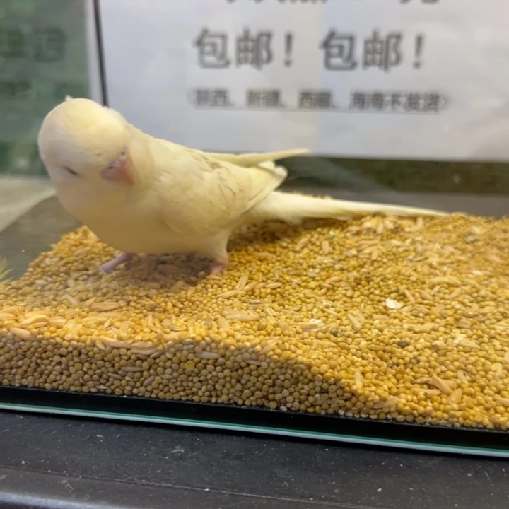 虎皮鹦鹉大头虎皮鹦鹉
