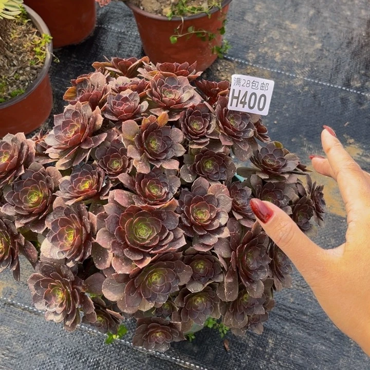 400多肉植物一物一拍