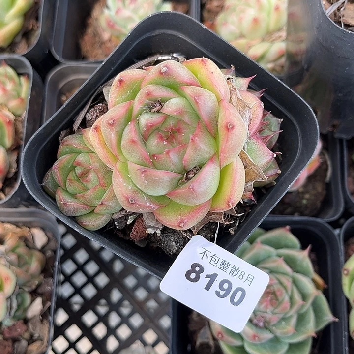 阿雅园艺。       8190