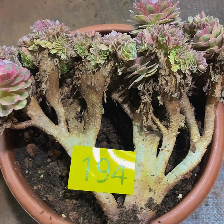 多肉植物福利194个