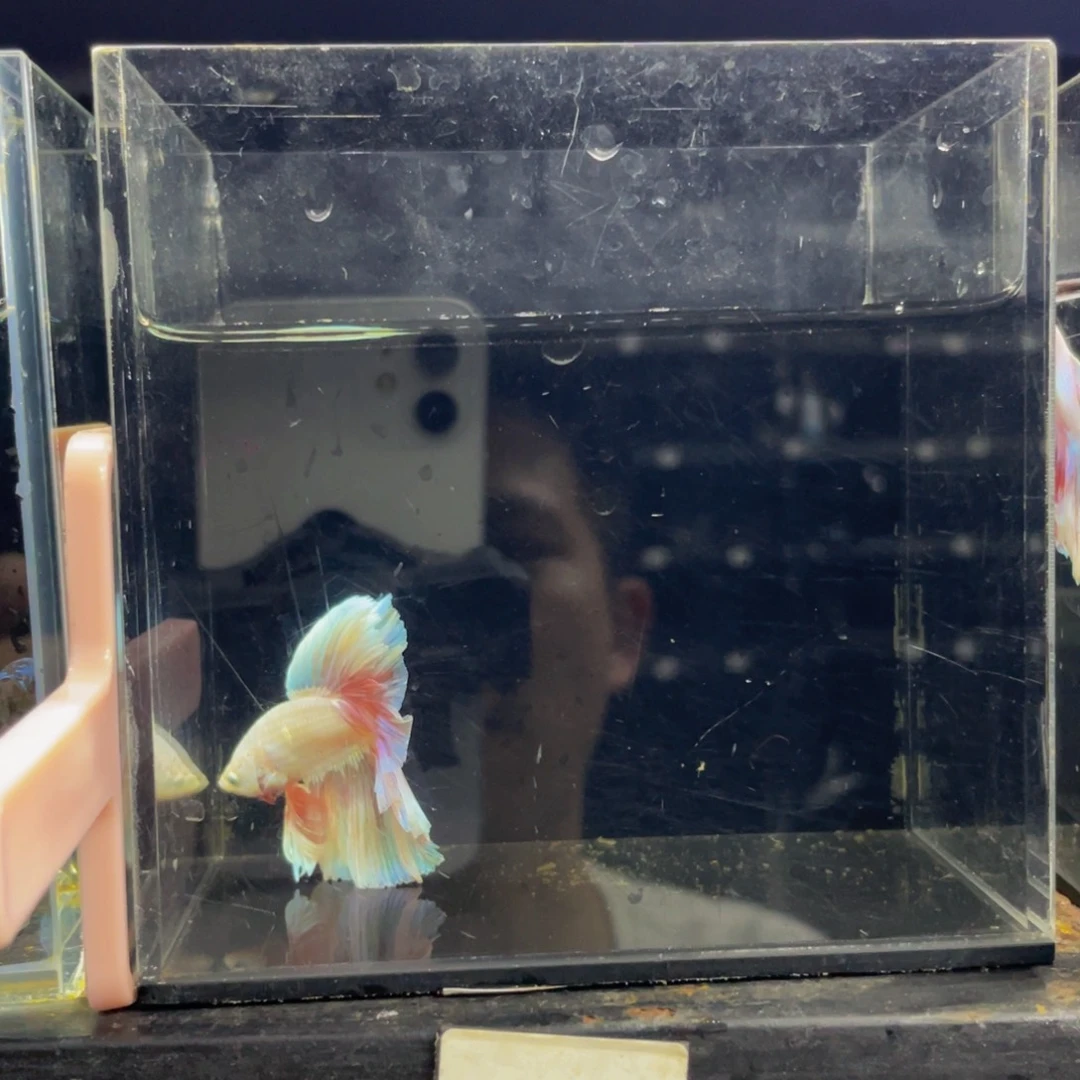 蓝口孵鱼哈哈哈哈哈哈哈459