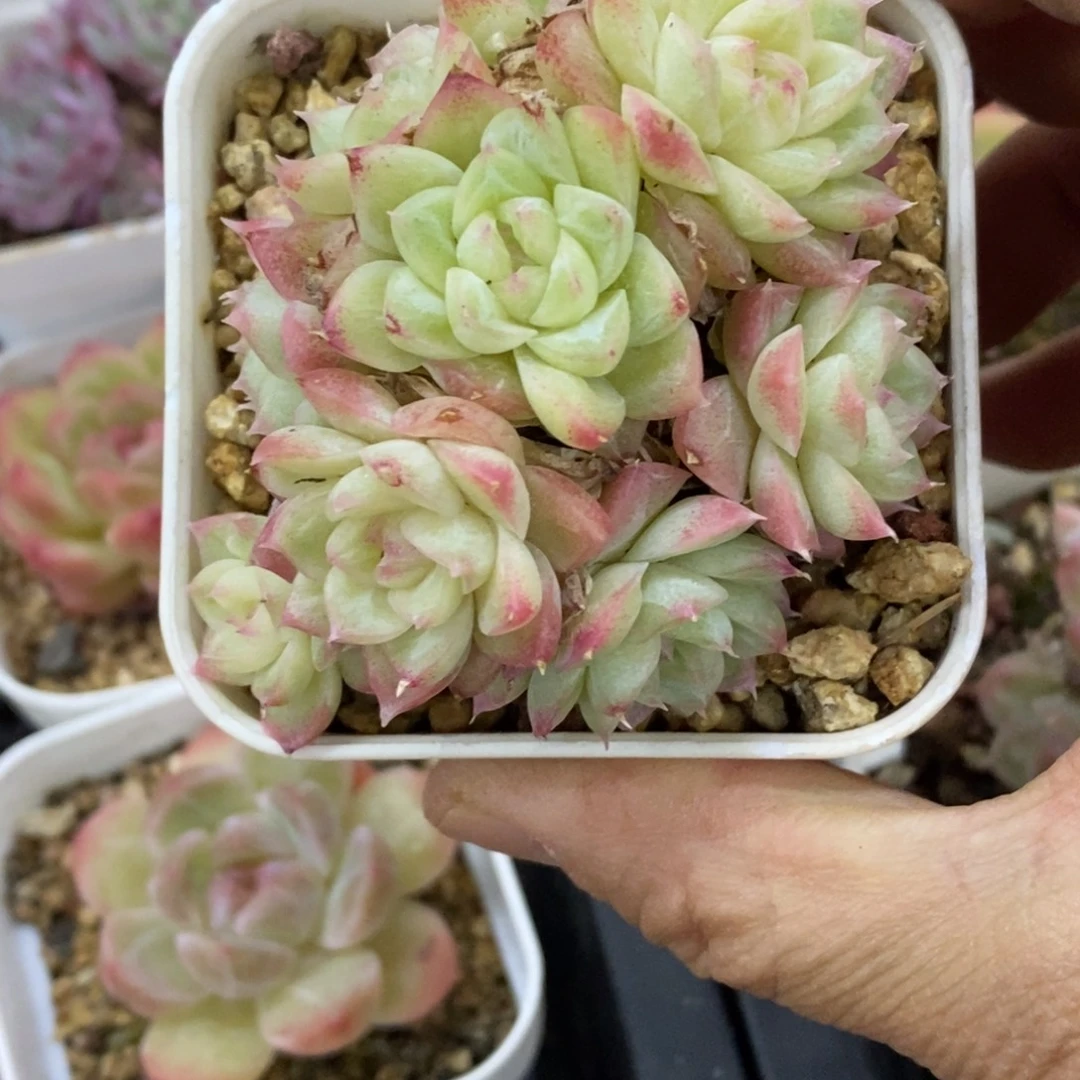 精品多肉一物拍不包整45