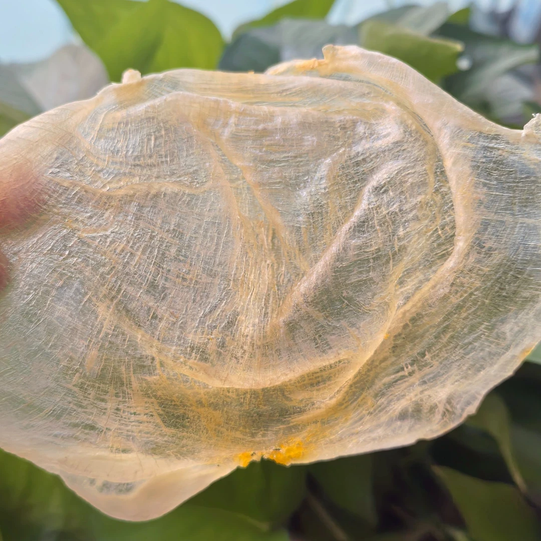 鱼肚花胶牛奶花胶炖汤滋补