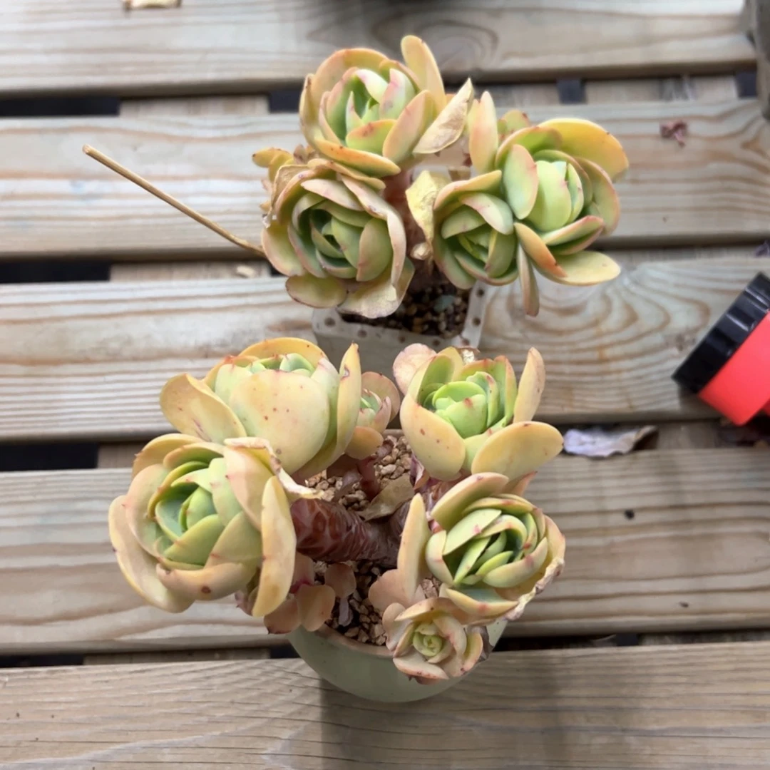 时*光碧桃两颗18 零零多肉植物