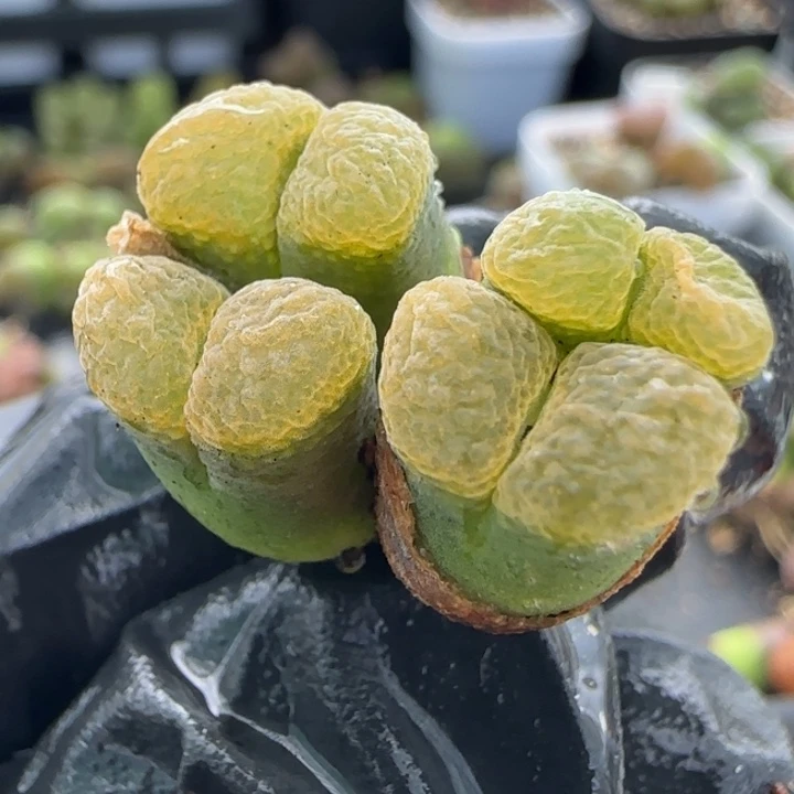 多肉植物绿体黄窗麒麟69号