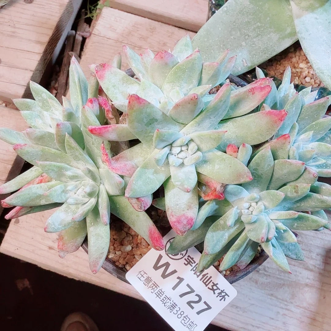 1727白雪仙女杯多肉