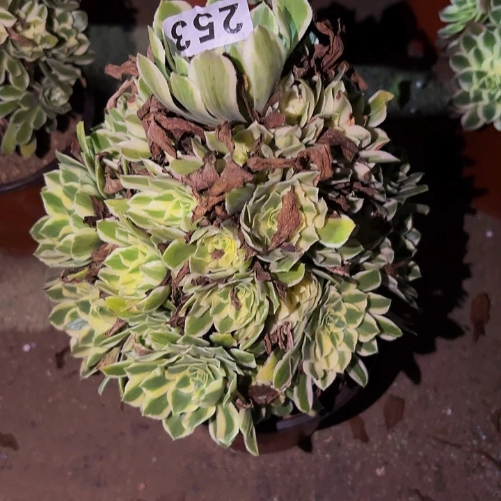 小***!253颜宁多肉植物不售后