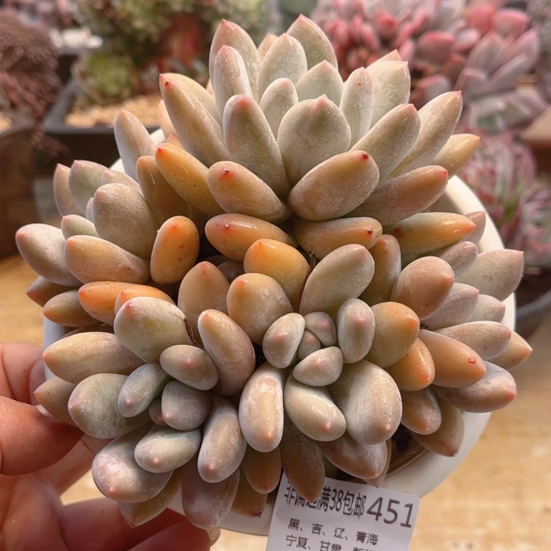 451香所德华多肉