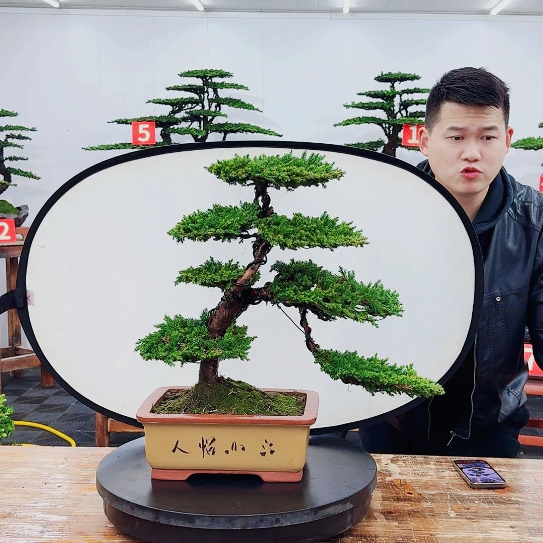 无花朵珍珠柏88888888888