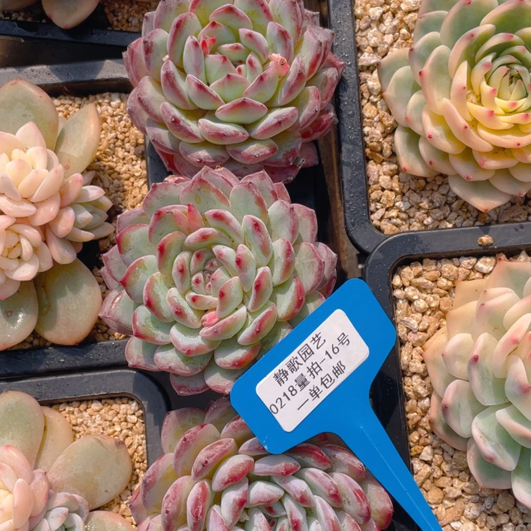 0218-16-海盗大单头福利一颗