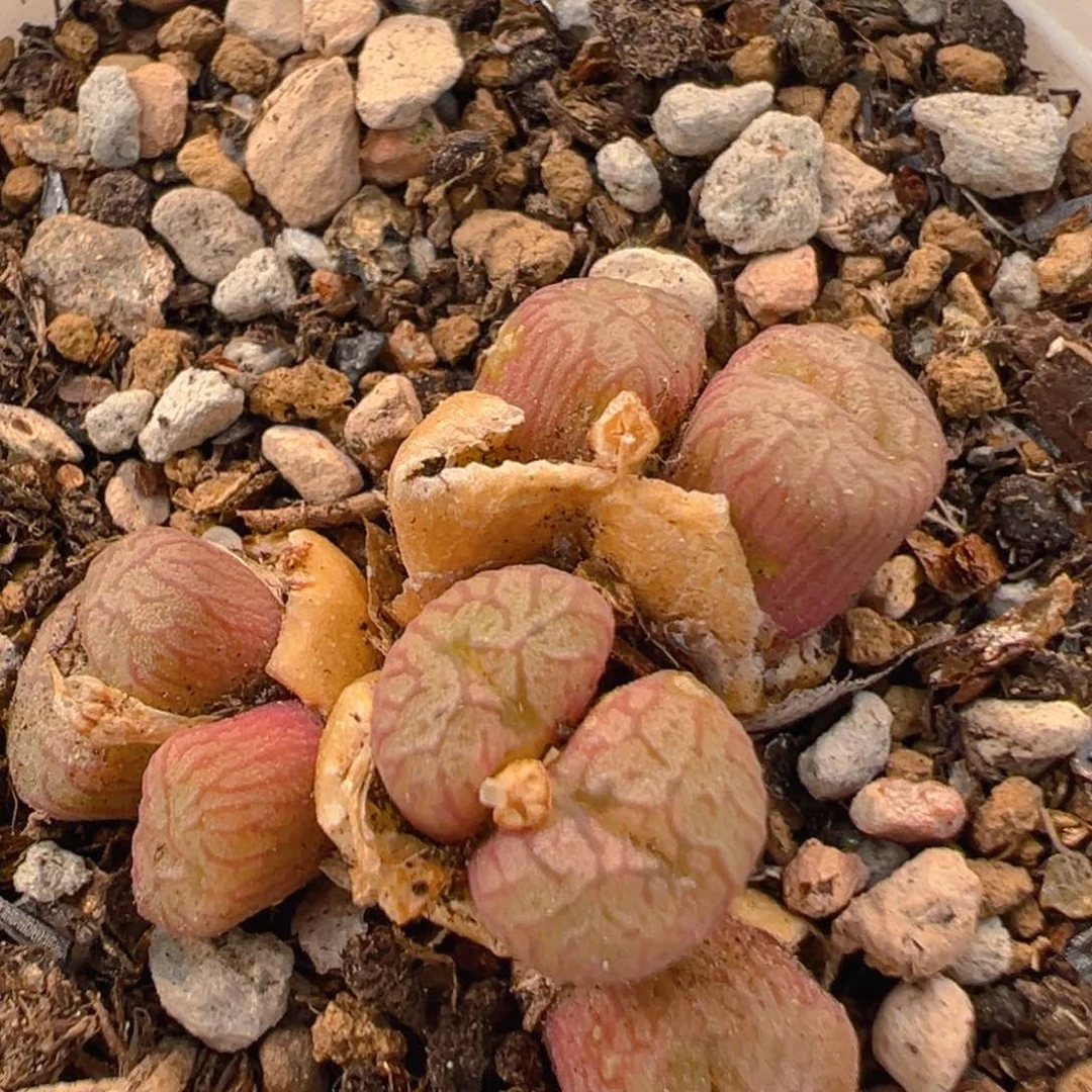 160多肉植物百科知识