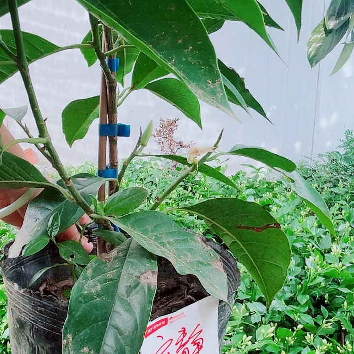 无花朵白玉兰处理死了不赔