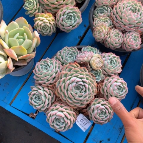 夜*6110水晶玫瑰多肉