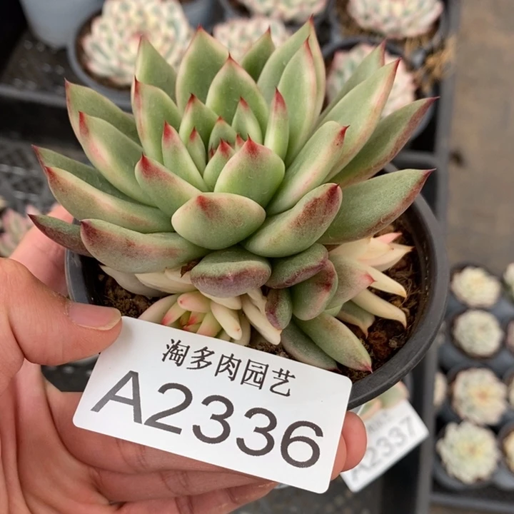 摩根多肉植物A2336