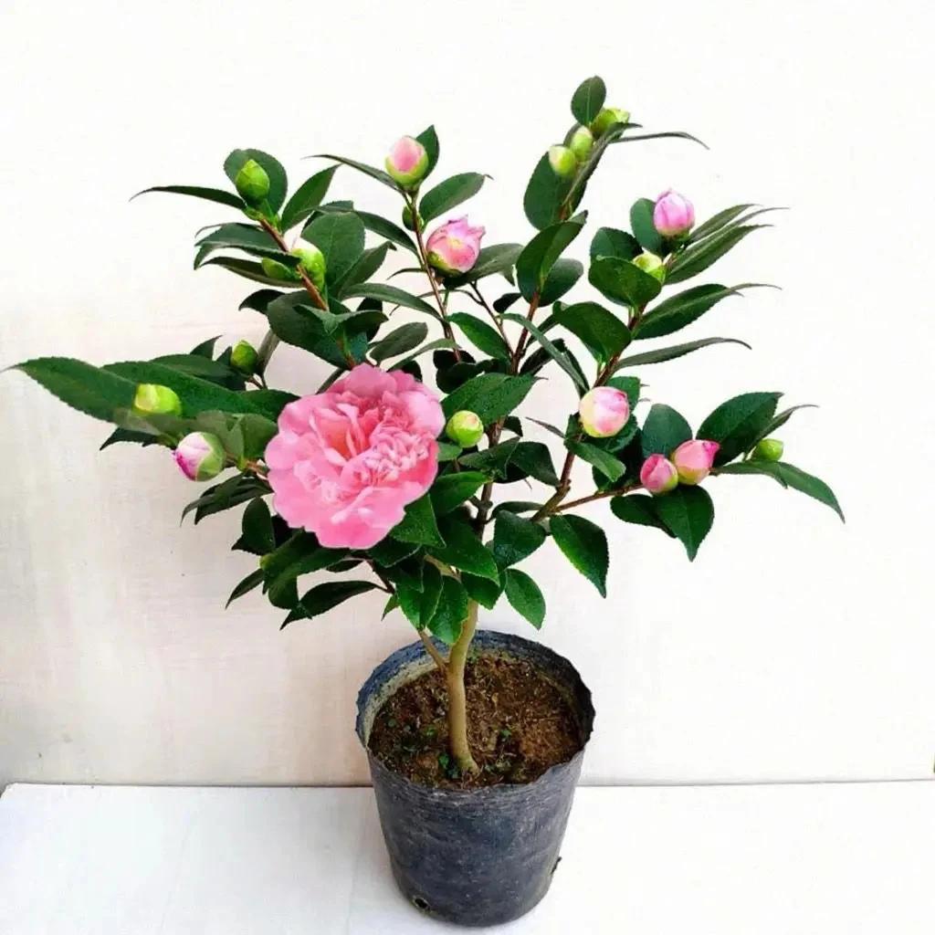 山茶花五色赤丹树苗香妃六角大红紫叶贝拉东方亮秋冬带花苞茶花