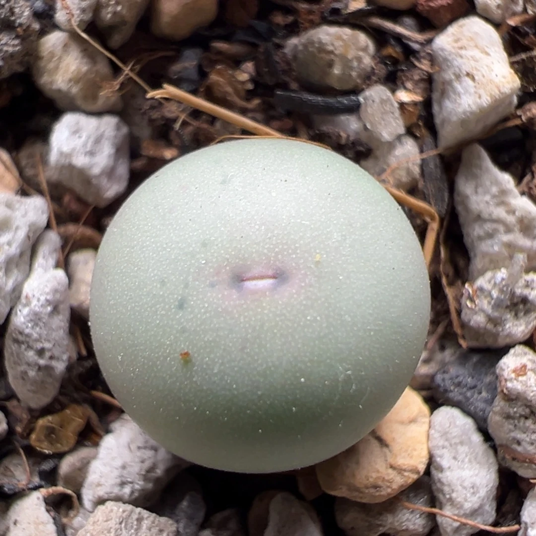 139，434v嘴小苗一物一拍