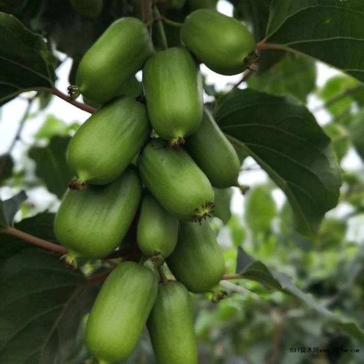 藤本软枣猕猴桃树苗龙城二号伊赛果树苗盆栽地栽奇异果猕猴桃苗