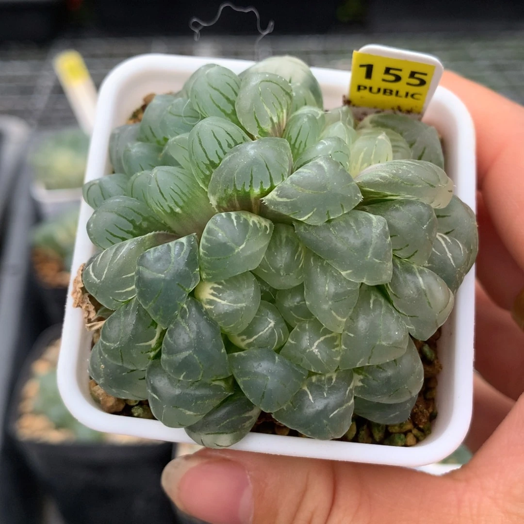 以实际为准155实生玉露