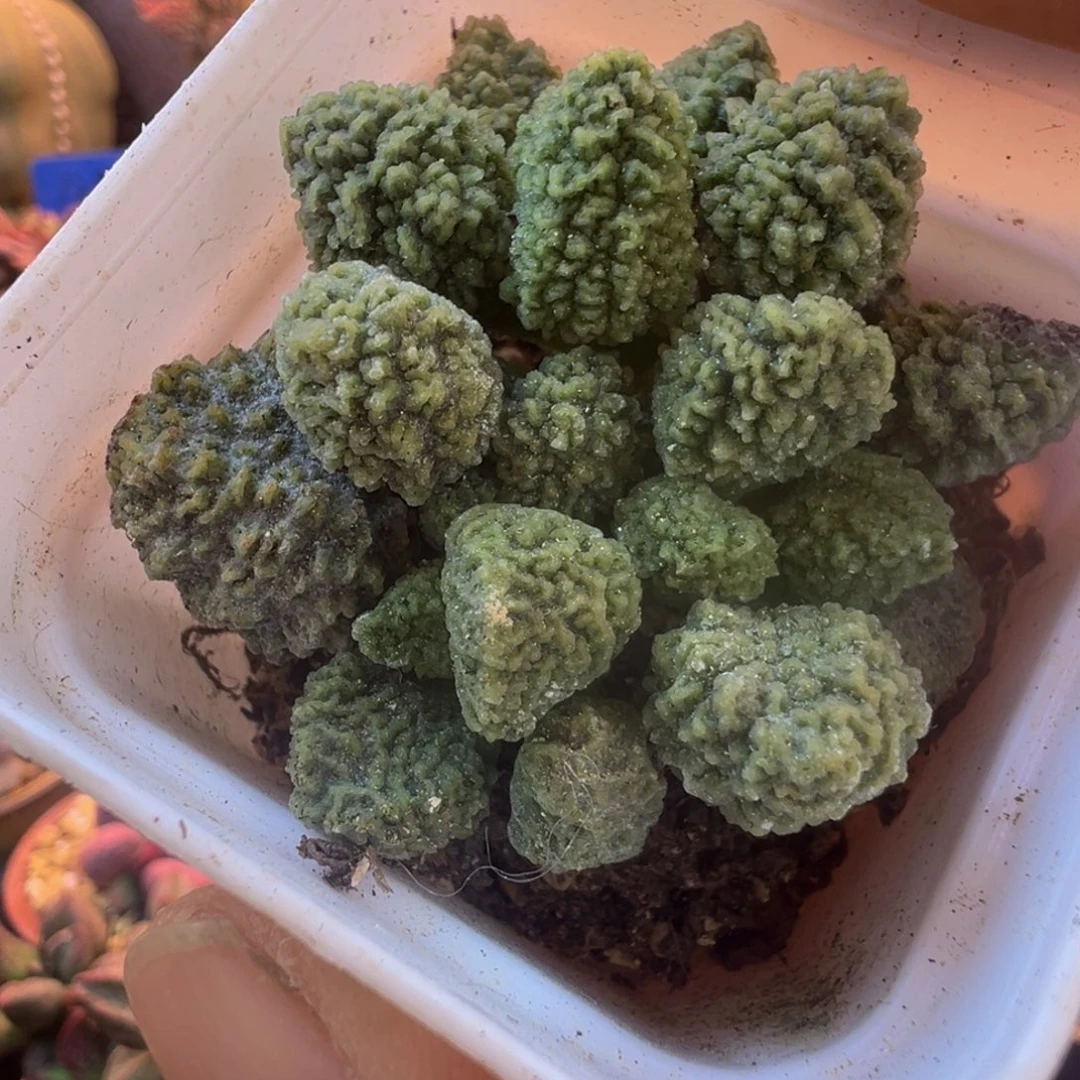 一物一拍，带盆发货，感谢支持