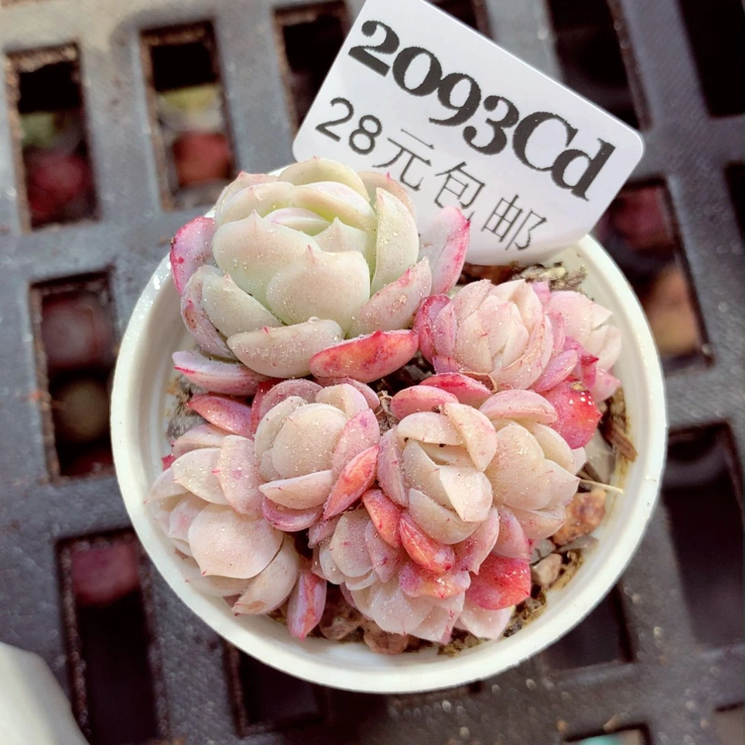 5厘米盆精控多肉2093