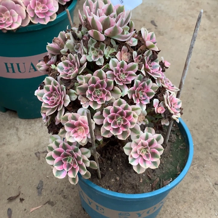 206粉女巫多肉植物特价