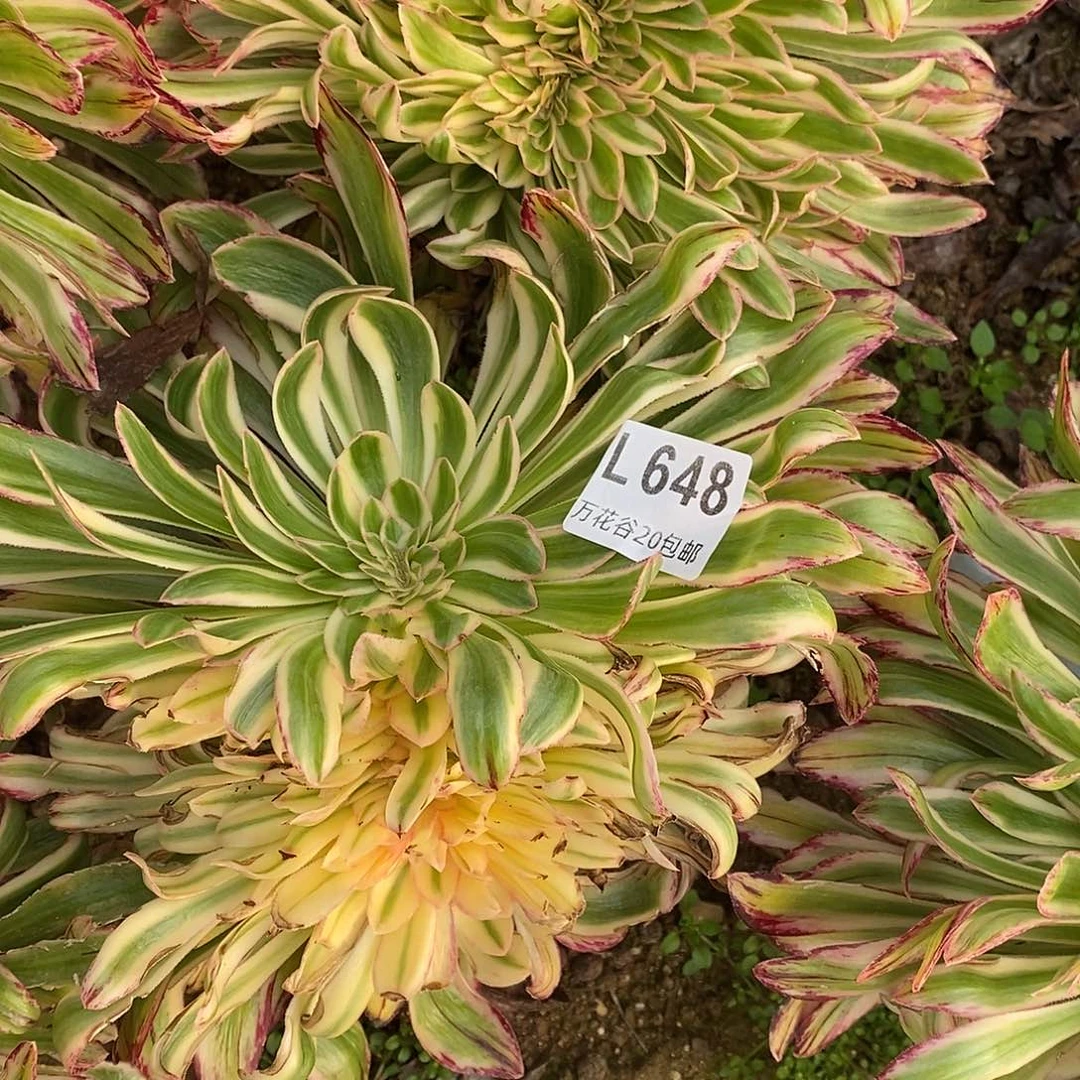 648微锦锦缀多肉植物嫁接掰了发无根