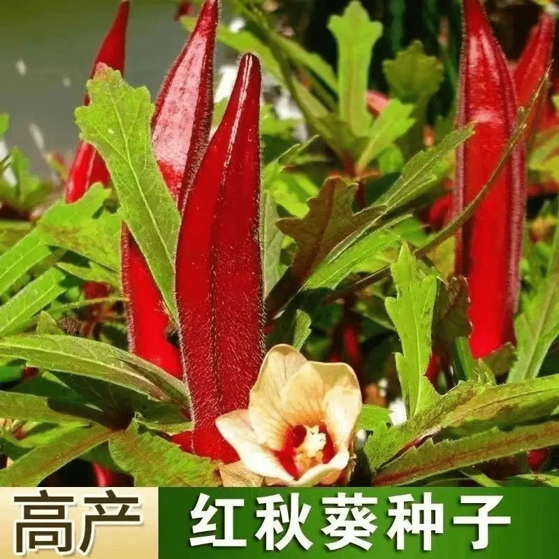 【新疆包邮】红秋葵种籽水果秋葵种子春夏季播耐热农家小园种植