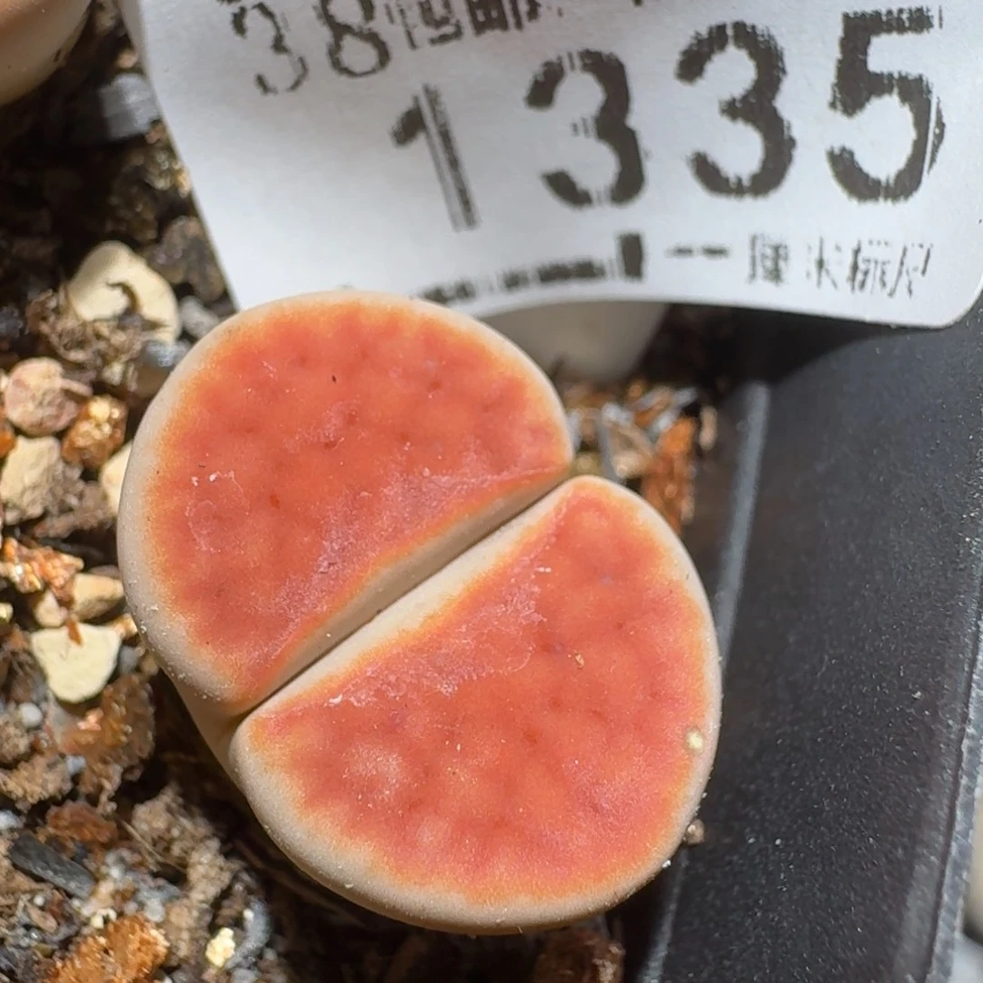 zzz精品也福利1335