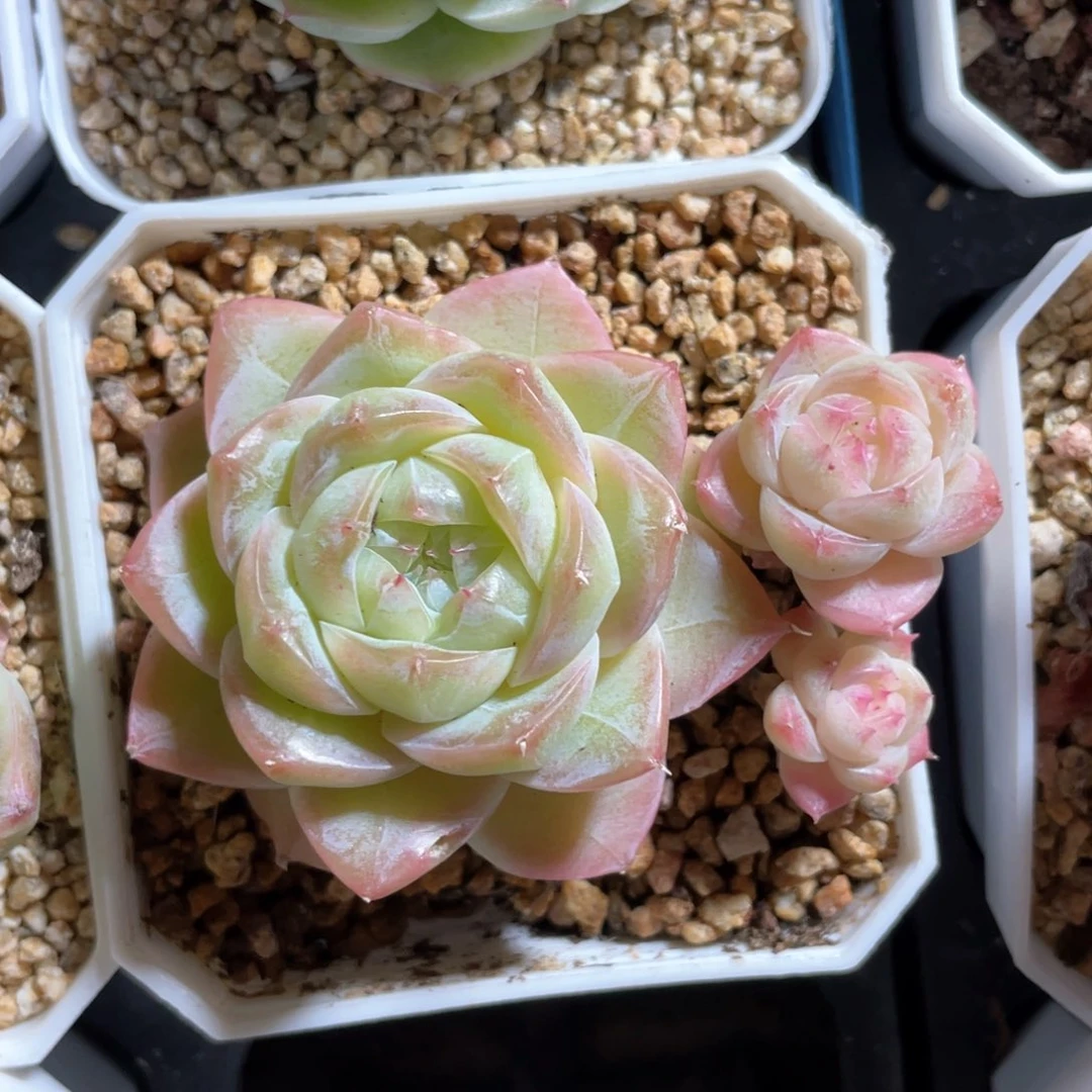 优选奶芙珍妮1204