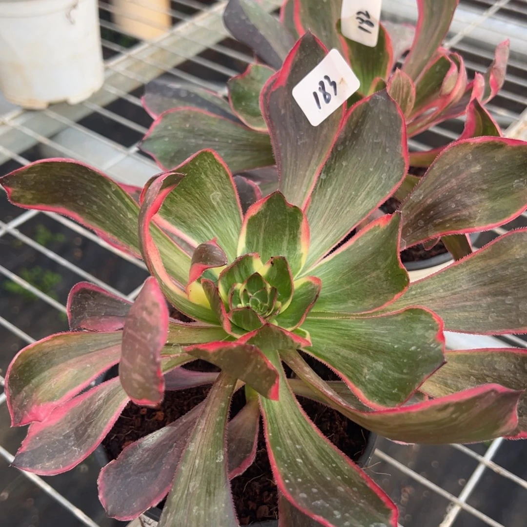 自***翔182183恶魔之眼两颗